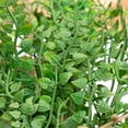 thumbnail image 6 of Northlight Mixed Boxwood Fern Artificial Wreath - 24", 6 of 10