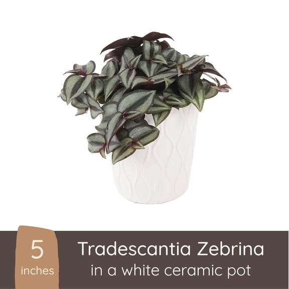 Green Circle Growers 16" Tradescantia Zebrina Live Plants in 5" Pot, Low Maintenance