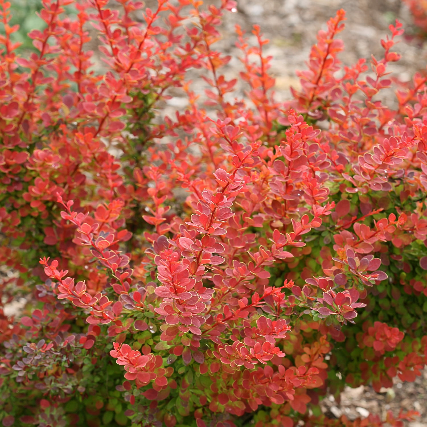 Proven Winners ColorChoice 5" Orange Sunjoy Tangelo Barberry Live Plant in 4.5" Pot (4 Count)