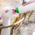 thumbnail image 3 of Biberon para Cordero y Cabra Abustle pig 500ml con Tetina de Goma, 3 of 5
