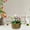A, variant on Foam Easter Egg Potted Plant Decoration – Whimsical Egg-Shaped Foam Bonsai for Indoor Display, Perfect for Shelves, Desktops or Holiday Centerpieces