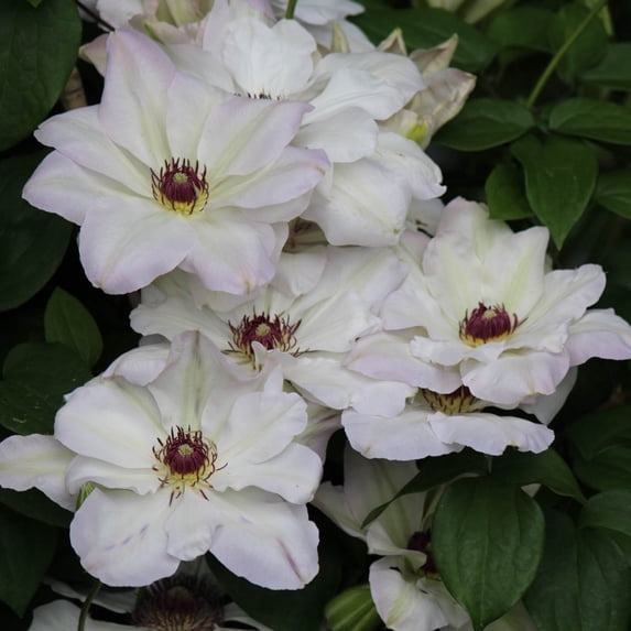 Direct Gardening Ibi Clematis Vine Potted White Flowering Perennial Starter Plant Grown in a 4 Inch Pot, 1 Per Offer