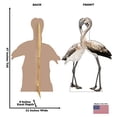 thumbnail image 4 of Advanced Graphics 1490 Flamingos-Lovebirds - 47" x 32" Cardboard Standup, 4 of 4