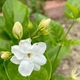 thumbnail image 2 of Live Jasmine Plants 4-8 Inches Tall, Fragrant Jasmine Live Plant for Outdoor House Gardening, 2 of 5