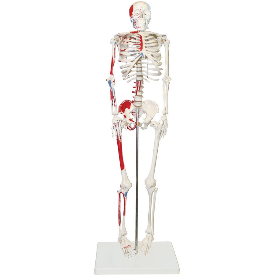Walter Products Half Size Human Skeleton, 33