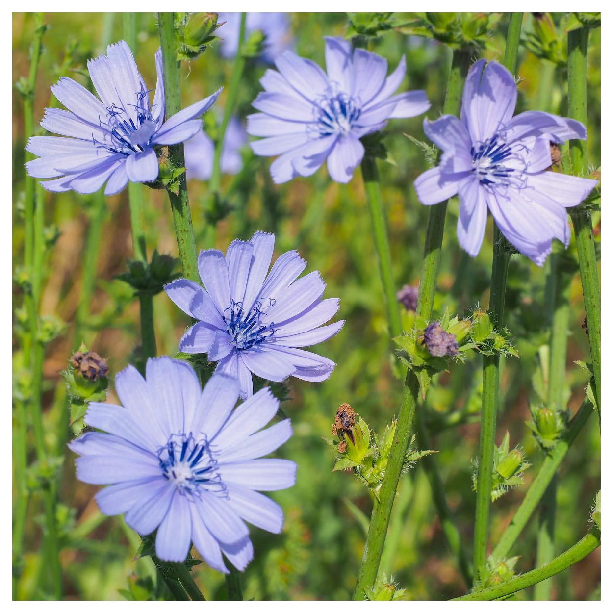 Everwilde Farms - 1 lb Chicory Garden Flower Seeds - Gold Vault Bulk Seed Packet