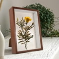 thumbnail image 3 of GOOHOCHY Multi Acrylic Dried Flower Display Frame for Home Decor and Desktop Adornment 8.5 x 6.5 Inches, 3 of 8
