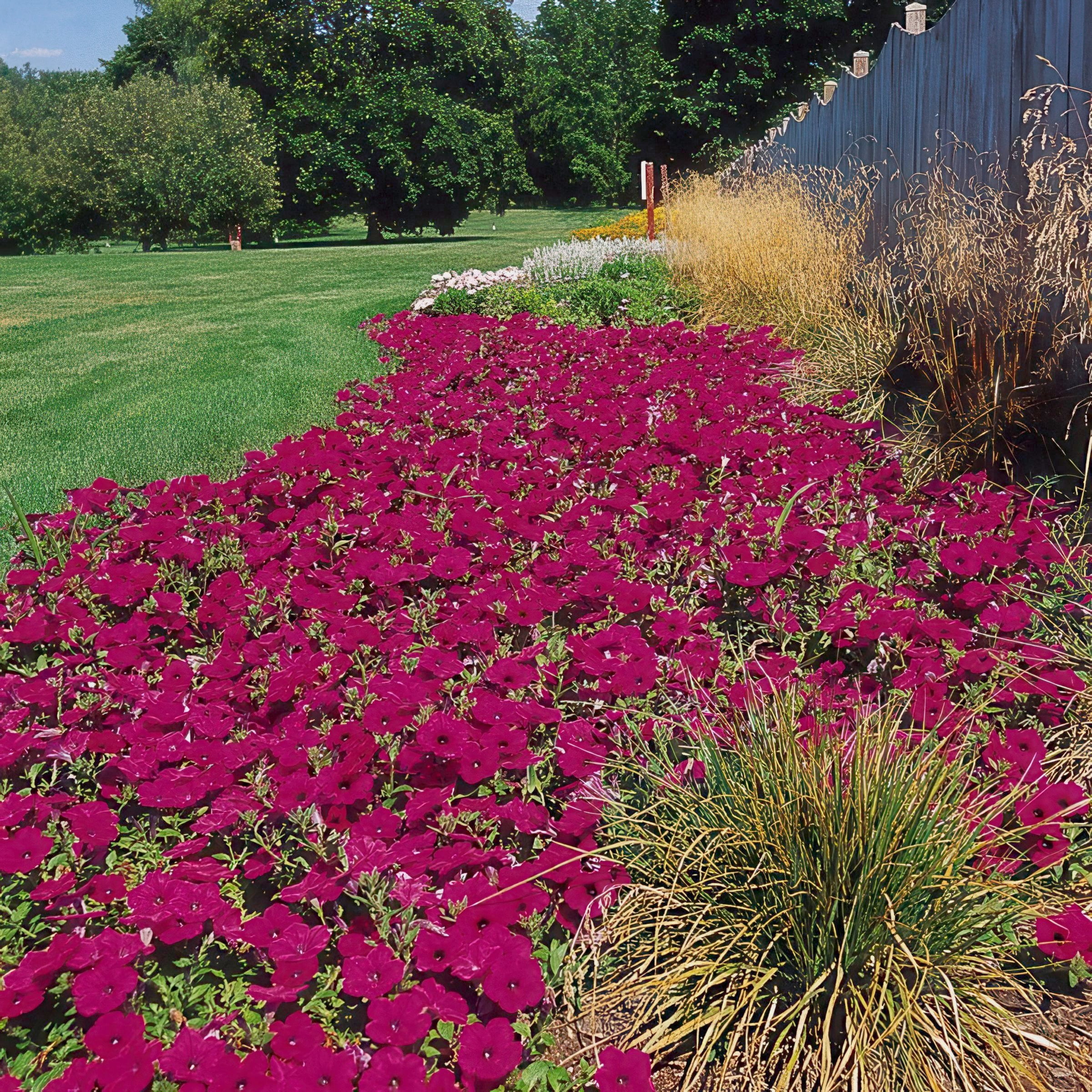 4 in. Petunia Wave Purple Classic Live Annual Plant with Purple Flowers (3-Pack)
