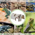 thumbnail image 4 of OFFIGAM 1Pc Resin Reptiles Shelter with Natural Assorted Colors Ideal for Lizard Tortoise Hideout, 4 of 6