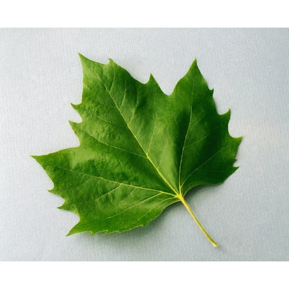 Posterazzi DPI1810534LARGE Maple Leaf Poster Print by The Irish Image Collection, 34 x 26 - Large