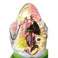thumbnail image 6 of Eisco Labs Frog Dissection model ( Bull Frog ) on Stand, 6 of 6