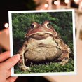 thumbnail image 7 of 3drose, American Toad - Na02 Dno0124 - David Northcott, 12 Greeting Cards with Envelopes, 7 of 7