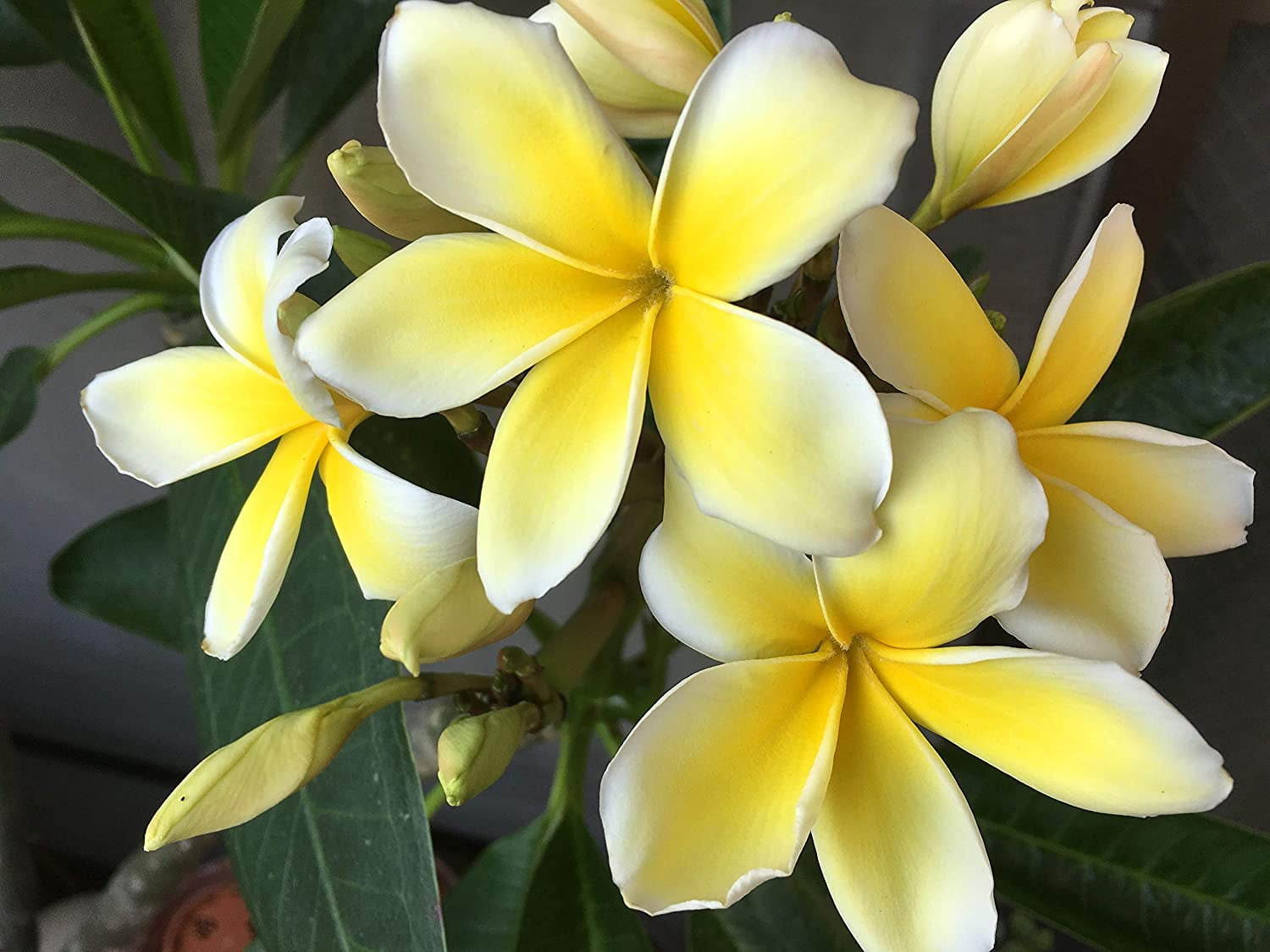 Hawaiian Yellow Live Plumeria Frangipani Plant Shrub Cutting 1 Pk 9"-12" Long Full Sun