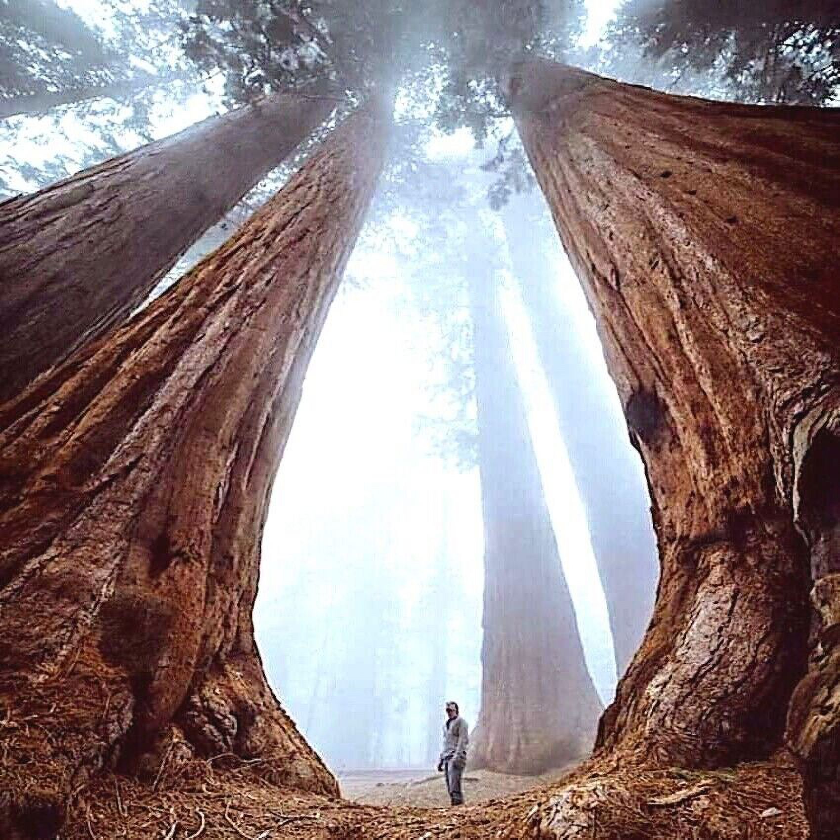 California Coast Redwood Seeds Giant Sequoia Bonsai 