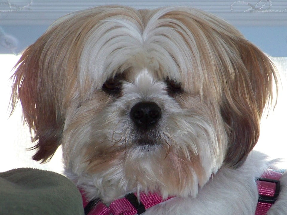 Fur Fluffy Face Head Pet Dog Animal12 Inch BY 18 Inch Laminated Poster