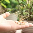 thumbnail image 4 of 6 soportes geométricos para plantas de aire, de metal, para decoración Himmeli, para tillandsia, 4 of 4