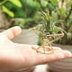 thumbnail image 4 of 6 Piezas Soporte Geométrico para Plantas de Aire, Estante para Plantas de Aire, Soporte para Plantas de Metal, Estantes para Macetas, Decoración Himmeli, Contenedores Tillandsia, 4 of 6