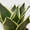 3_SNAKE_BLACK.GOLD, variant on Snake Plant Black Gold - Live Air-Purifying Indoor Plant in Nursery Pot – Easy Care, Low Maintenance Houseplant for Home & Office Decor, Natural Air Cleaner, Best for Beginners (4"Pot)