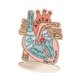thumbnail image 4 of Modelo de Corazón Anatómico Estructuras Anatómicas 2D Tablero Anatómico Plano Ayuda de Aprendizaje Modelo de Corazón Humano para Estudio Científ, 4 of 9