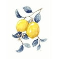 thumbnail image 3 of Nan 12x14 Black Modern Framed Museum Art Print Titled - Odyssey Lemons I, 3 of 5