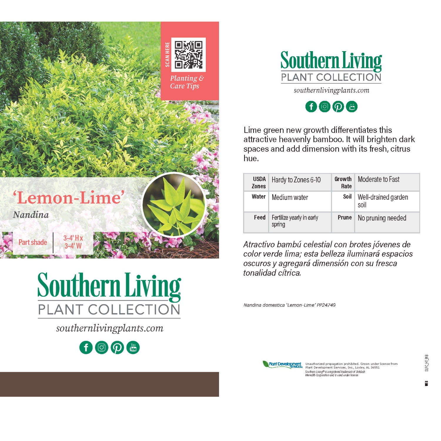 Southern Living Lemon Lime Nandina Live Shrub in 2.5-Quart Grower Pot
