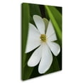thumbnail image 2 of Trademark Fine Art "White Magnolia Flower" Canvas Art by Kurt Shaffer, 2 of 3