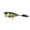 Bluegill Fire, variant on 6th Sense SplashBack Popper Topwater Popping Bass Fishing Lure for Bass Fishing