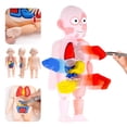 thumbnail image 2 of Casse-Tête 3D Modèle Anatomique Corps Humain Jouet Éducatif Assemblé Outil d'Apprentissage pour Enfants, 2 of 8
