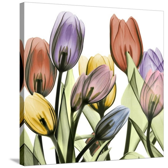 Art.com Tulipscape 2 Stretched Canvas Print Wall Art by Albert Koetsier, 30" x 30"