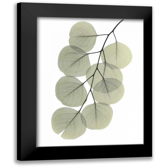 Koetsier, Albert 12x14 Black Modern Framed Museum Art Print Titled - Striving Eucalyptus 2