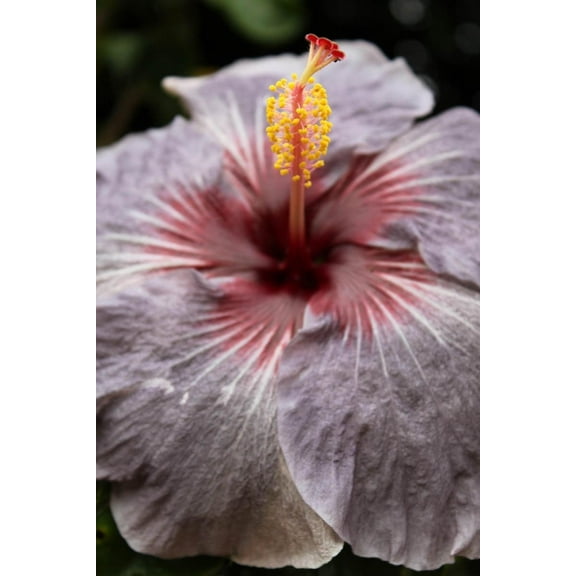 Howard Purple Bloom Wall Decal