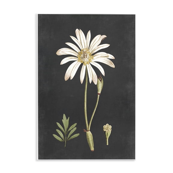Stupell Industries French Country Botanical Drawing White Flower On Black Design Wall Plaque Art, 13 x 19, by Lettered and Lined