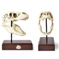thumbnail image 3 of Réplica de calavera de Tyrannosaurus Rex Jurassic World, 23 x 20 cm, resina, 3 of 7