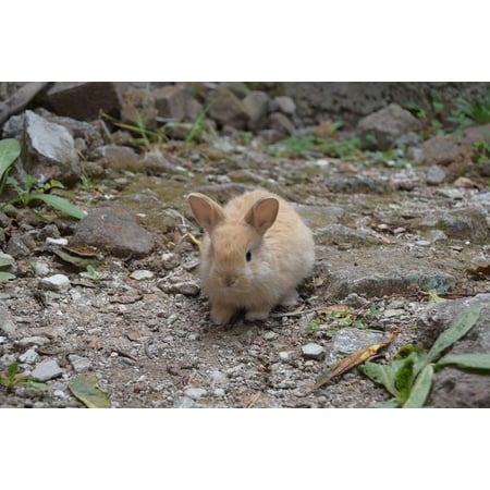 - Canvas Print Nature Animals Baby Bunnies Funny Tender Rabbits Stretched Canvas 10 x 14