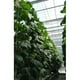 thumbnail image 4 of Paquete de 5 anzuelos tipo tipo V en , lazos y soportes para planta herramienta de soporte para plantas de hortaliza 10 m CUTICAT Plantar ganchos de tomate, 4 of 8