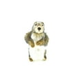 thumbnail image 4 of Groundhog Marmot Soft Stuffed Realistic Plush Animal, Gift, Educational Toy 10" F1968 B323, 4 of 10