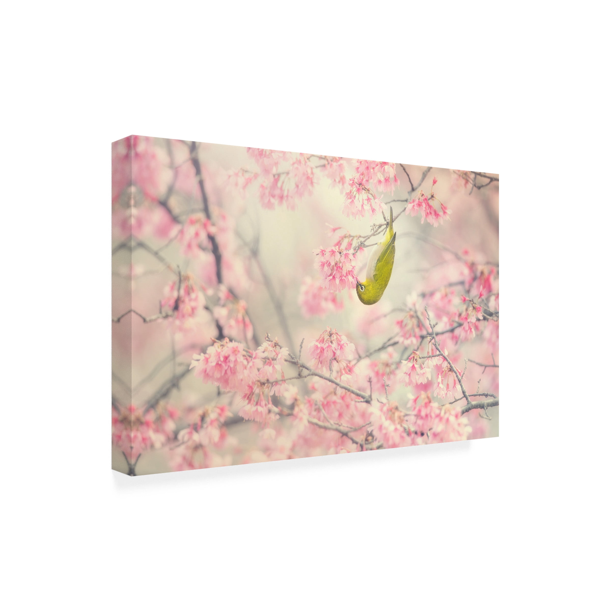 Takashi Suzuki 'Cherry Blossom Color' Canvas Art