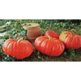 thumbnail image 5 of TomorrowSeeds - Cinderella Pumpkin Seeds - 40+ Count - For 2026 Planting Rouge Vif D'Etampes, 5 of 11