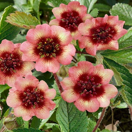 Perennial Potentilla Cinquefoil Melton Fire Garden Flower Plant Seeds - 500 Seeds