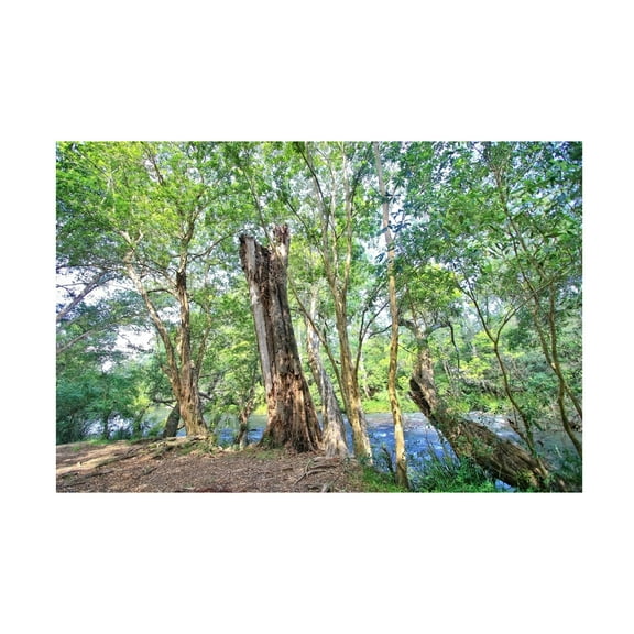 Beata Czyzowska Young 'Summer Greens' Canvas Art