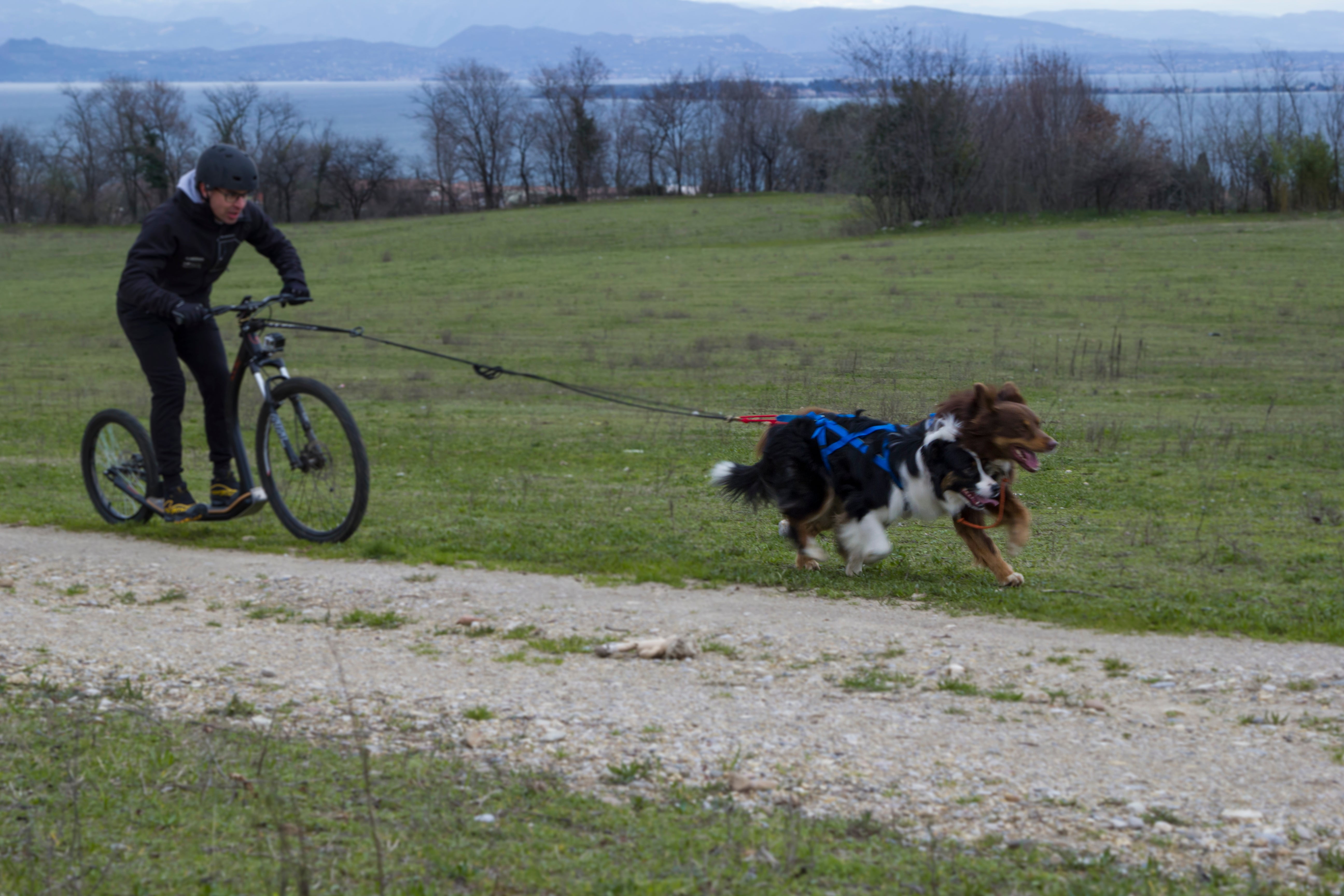 Tug Line With Bungee Leash