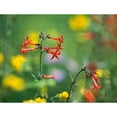 thumbnail image 3 of Fitzharris, Tim 14x12 Black Modern Framed Museum Art Print Titled - Scarlet Gilia, 3 of 5