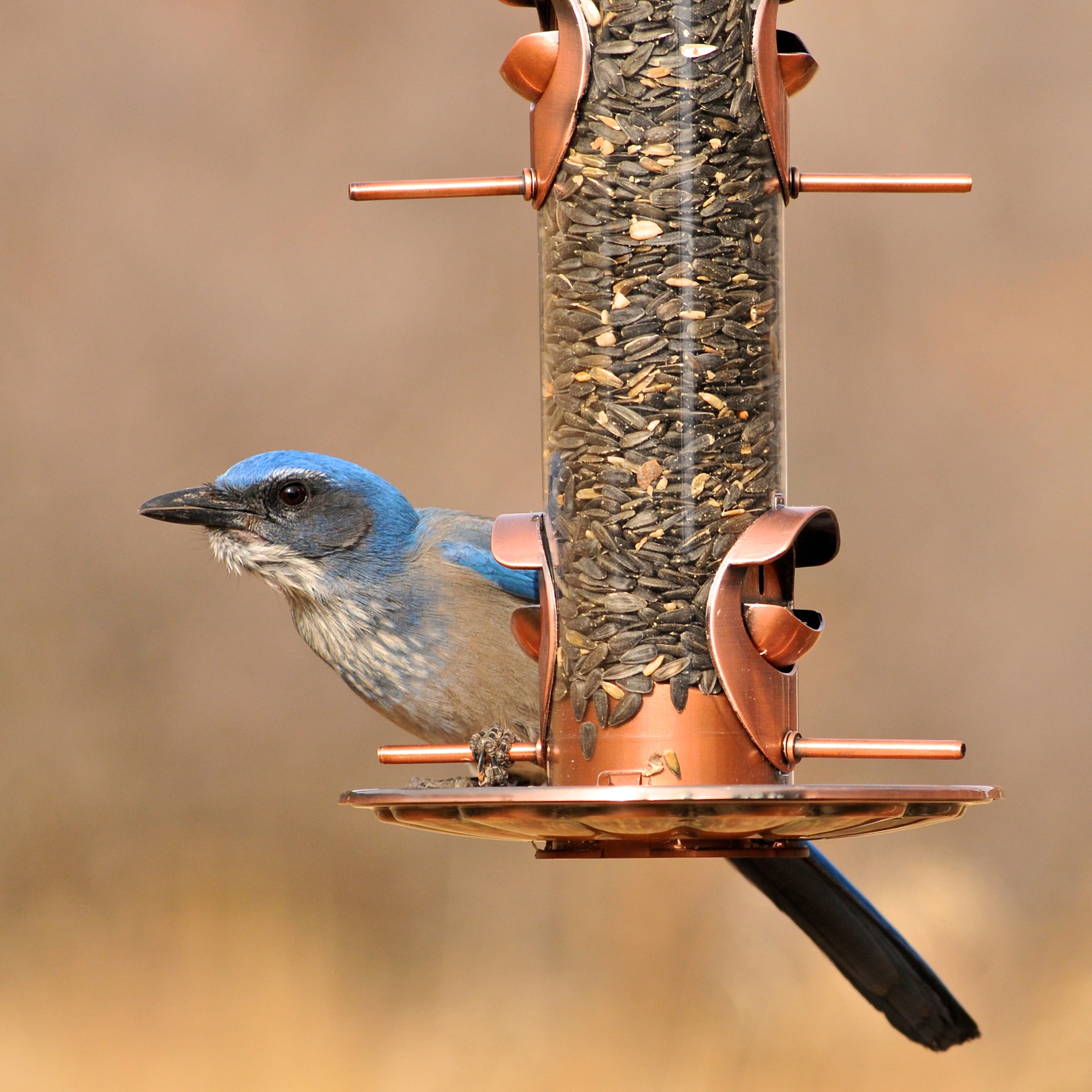Perky-Pet Copper Finish 2-in-1 Wild Bird Tube Feeder - 1.8 lb Capacity