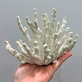 thumbnail image 4 of Décoration de Corail en Forme de Fleur Blanche, 4 of 8