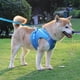 thumbnail image 2 of Arnés ajustable para perros Apmemiss, collar y correa, arnés antitirones para perros pequeños, medianos, cachorros y gatos, ideal para caminar al aire libre, correr, chaleco reflectante acolchado de, 2 of 8