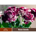 30+ Seeds| Purple Tiger Rose Perennial Flower Seeds#1080 |BUY 4 GET 1 ...