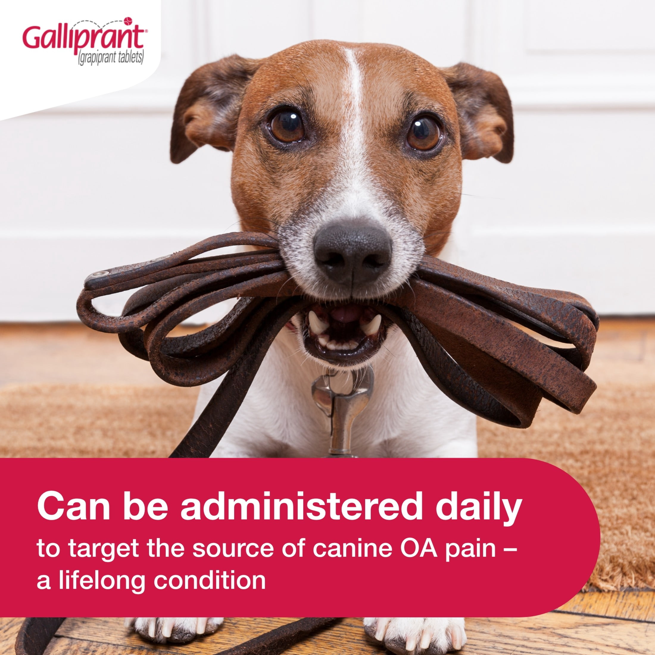 Galliprant Osteoarthritis Pain & Inflammation Control for Dogs | 20mg | 90 Flavored Tablets