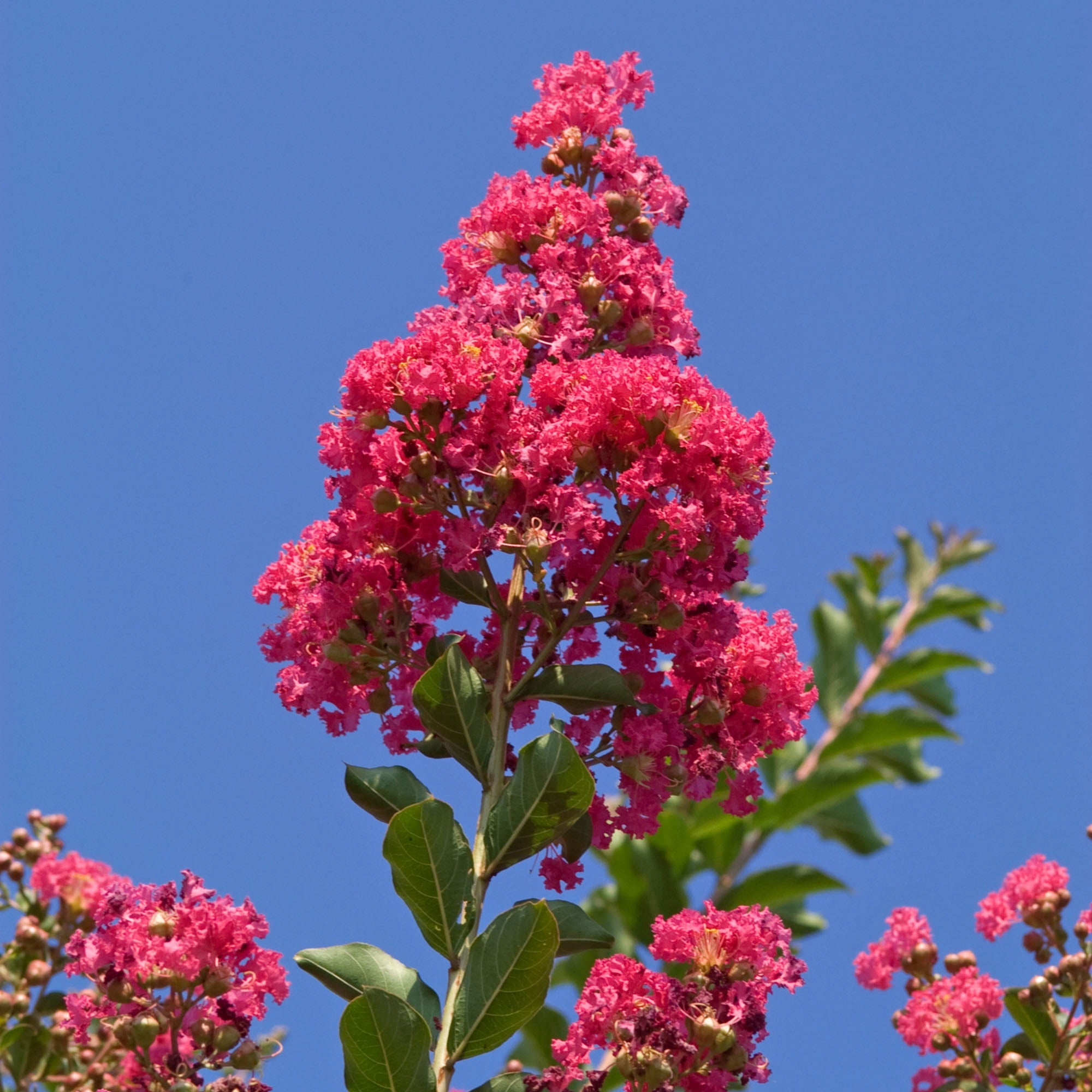 Expert Gardener Tuscarora Crape Myrtle Live Tree in 2.25-Gallon Grower Pot
