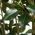 thumbnail image 3 of 5 Ft. Potted Ficus Tree, 3 of 6