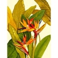 thumbnail image 3 of OToole, Tim 12x14 Black Modern Framed Museum Art Print Titled - Tropical Bird of Paradise, 3 of 5